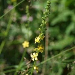 FuturePlanter Alle Pflanzen Im Shop Kleiner Odermennig (Agrimonia Eupatoria)