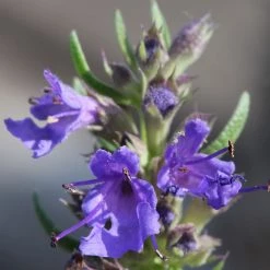 FuturePlanter "All You Can Pflanz" Stauden-Set 14 FuturePlanter