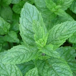 FuturePlanter Hemingway-Minze (Mentha X Piperita 'Hemingway') 7 FuturePlanter Hemingway-Minze (Mentha X Piperita 'Hemingway')