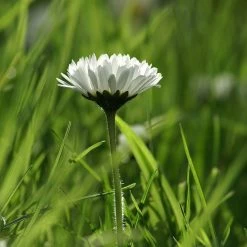 FuturePlanter Alle Pflanzen Im Shop Gänseblümchen (Bellis Perennis) 6 FuturePlanter Alle Pflanzen Im Shop Gänseblümchen (Bellis Perennis)