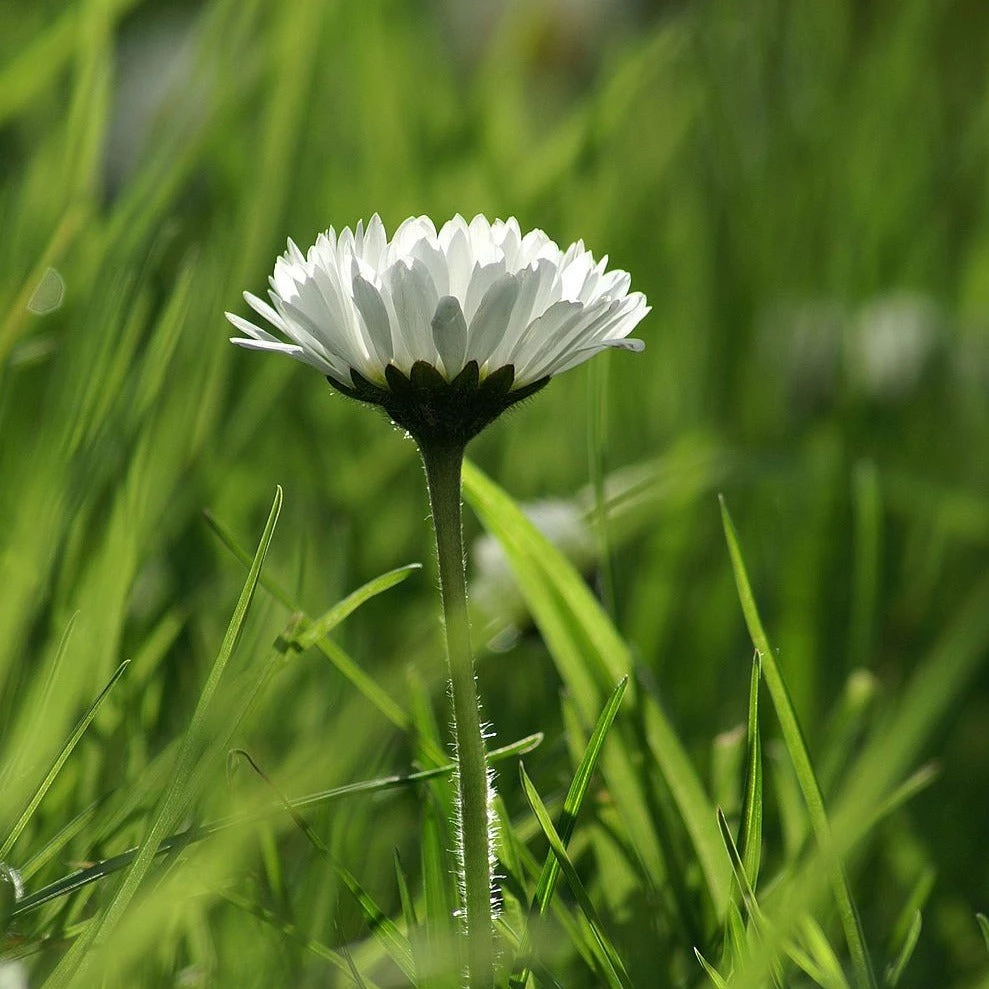 FuturePlanter Alle Pflanzen Im Shop Gänseblümchen (Bellis Perennis) 3 FuturePlanter Alle Pflanzen Im Shop Gänseblümchen (Bellis Perennis)