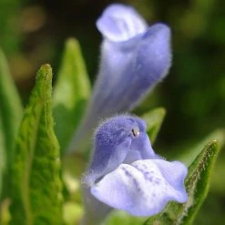 FuturePlanter Alle Pflanzen Im Shop Sumpf-Helmkraut (Scutellaria Galericulata) 6 FuturePlanter Alle Pflanzen Im Shop Sumpf-Helmkraut (Scutellaria Galericulata)