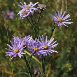 FuturePlanter Berg-Aster (Aster Amellus) Alle Pflanzen Im Shop 7 FuturePlanter Berg-Aster (Aster Amellus) Alle Pflanzen Im Shop