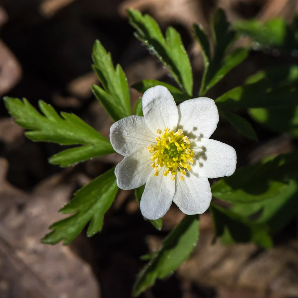 FuturePlanter Buschwindröschen (Anemone Nemorosa) 4 FuturePlanter Buschwindröschen (Anemone Nemorosa)