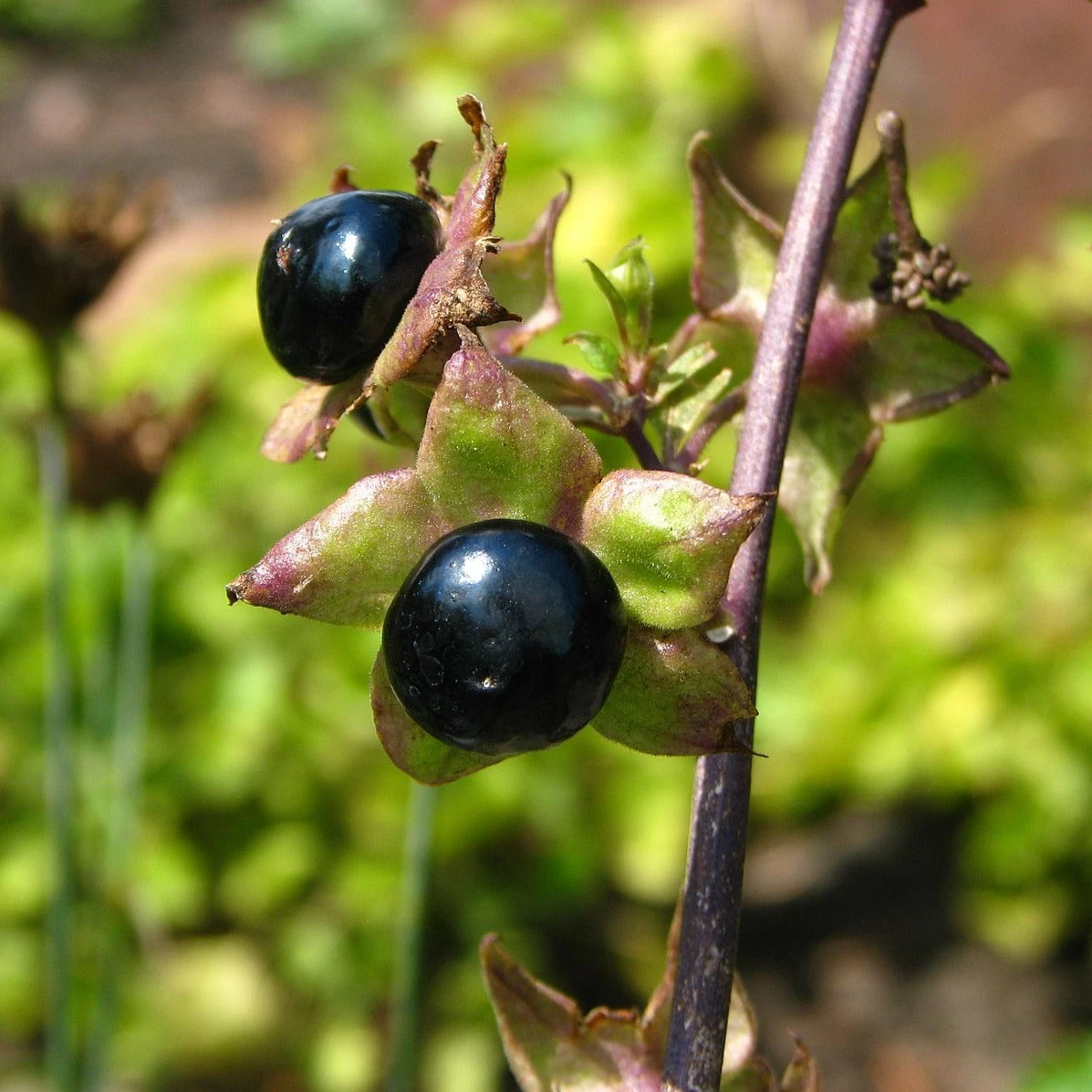 FuturePlanter Tollkirsche (Atropa Bella-donna) 7 FuturePlanter Tollkirsche (Atropa Bella-donna)