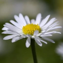 FuturePlanter Alle Pflanzen Im Shop Gänseblümchen (Bellis Perennis)