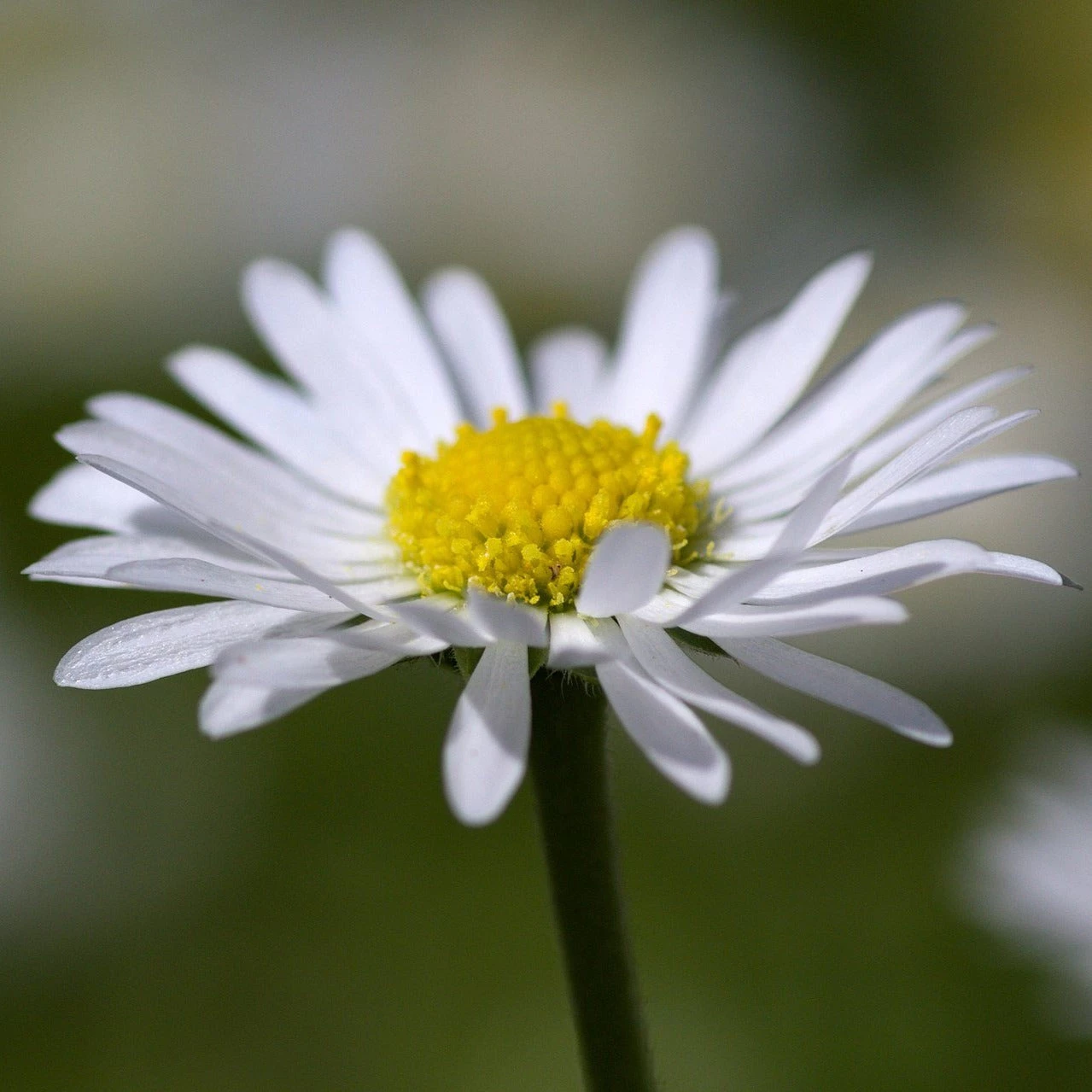 FuturePlanter Alle Pflanzen Im Shop Gänseblümchen (Bellis Perennis) 1 FuturePlanter Alle Pflanzen Im Shop Gänseblümchen (Bellis Perennis)