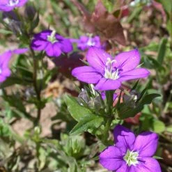 FuturePlanter Venus-Frauenspiegel (Legousia Speculum-veneris)