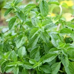 FuturePlanter Alle Pflanzen Im Shop Polei-Minze (Mentha Pulegium) 15 FuturePlanter Alle Pflanzen Im Shop Polei-Minze (Mentha Pulegium)