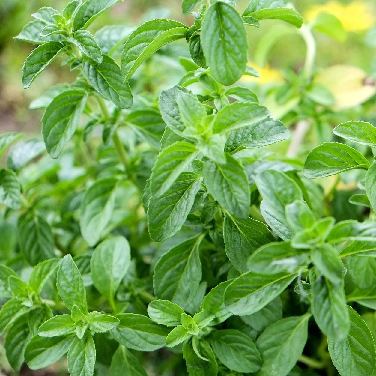 FuturePlanter Alle Pflanzen Im Shop Polei-Minze (Mentha Pulegium) 8 FuturePlanter Alle Pflanzen Im Shop Polei-Minze (Mentha Pulegium)