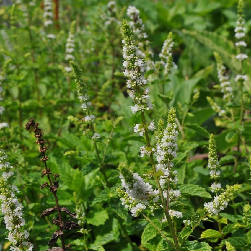 FuturePlanter Hemingway-Minze (Mentha X Piperita 'Hemingway') 3 FuturePlanter Hemingway-Minze (Mentha X Piperita 'Hemingway')