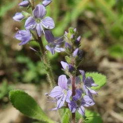 FuturePlanter Alle Pflanzen Im Shop Echter Ehrenpreis (Veronica Officinalis) 10 FuturePlanter Alle Pflanzen Im Shop Echter Ehrenpreis (Veronica Officinalis)