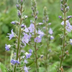 FuturePlanter Alle Pflanzen Im Shop Echter Ehrenpreis (Veronica Officinalis)