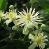 FuturePlanter Alle Pflanzen Im Shop Gemeine Waldrebe (Clematis Vitalba)