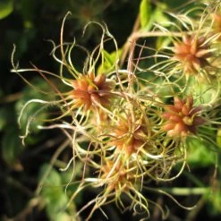 FuturePlanter Alle Pflanzen Im Shop Gemeine Waldrebe (Clematis Vitalba)