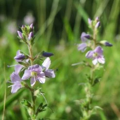 FuturePlanter Alle Pflanzen Im Shop Echter Ehrenpreis (Veronica Officinalis)