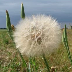 FuturePlanter Wiesen-Bocksbart (Tragopogon Pratensis) Alle Pflanzen Im Shop 15 FuturePlanter Wiesen-Bocksbart (Tragopogon Pratensis) Alle Pflanzen Im Shop