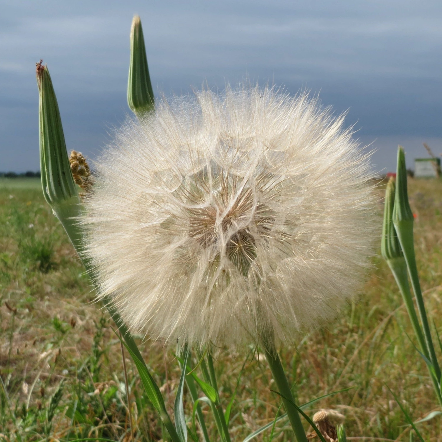 FuturePlanter Wiesen-Bocksbart (Tragopogon Pratensis) Alle Pflanzen Im Shop 8 FuturePlanter Wiesen-Bocksbart (Tragopogon Pratensis) Alle Pflanzen Im Shop