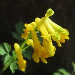FuturePlanter Gelber Lerchensporn (Corydalis Lutea) Alle Pflanzen Im Shop 11 FuturePlanter Gelber Lerchensporn (Corydalis Lutea) Alle Pflanzen Im Shop