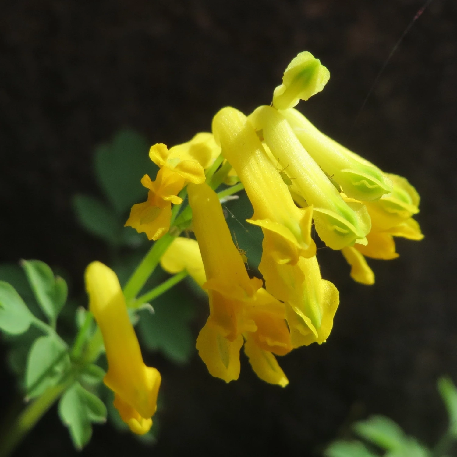 FuturePlanter Gelber Lerchensporn (Corydalis Lutea) Alle Pflanzen Im Shop 4 FuturePlanter Gelber Lerchensporn (Corydalis Lutea) Alle Pflanzen Im Shop