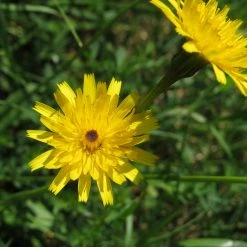 FuturePlanter Wiesen-Bocksbart (Tragopogon Pratensis) Alle Pflanzen Im Shop 12 FuturePlanter Wiesen-Bocksbart (Tragopogon Pratensis) Alle Pflanzen Im Shop