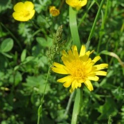 FuturePlanter Wiesen-Bocksbart (Tragopogon Pratensis) Alle Pflanzen Im Shop 14 FuturePlanter Wiesen-Bocksbart (Tragopogon Pratensis) Alle Pflanzen Im Shop