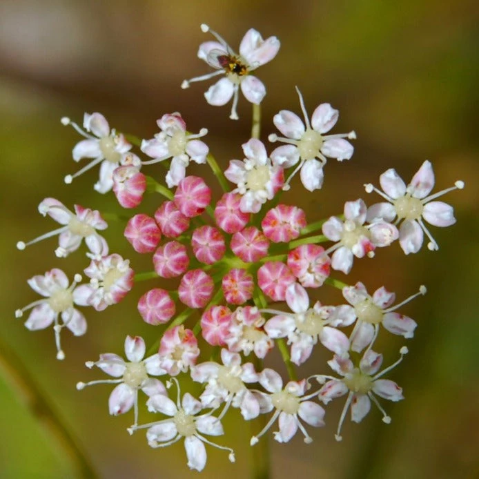 FuturePlanter "All You Can Pflanz" Stauden-Set 2 FuturePlanter "All You Can Pflanz" Stauden-Set