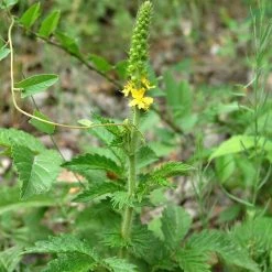 FuturePlanter Alle Pflanzen Im Shop Kleiner Odermennig (Agrimonia Eupatoria)