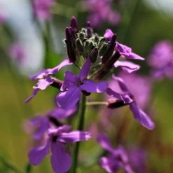 FuturePlanter "All You Can Pflanz" Stauden-Set 13 FuturePlanter