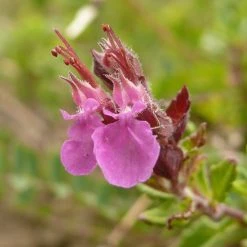 FuturePlanter Alle Pflanzen Im Shop Edel-Gamander (Teucrium Chamaedrys)