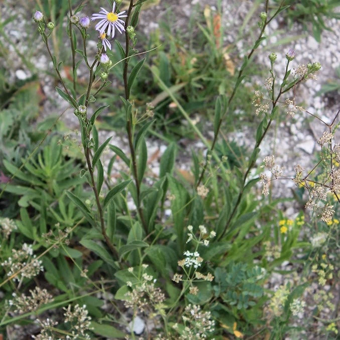 FuturePlanter Berg-Aster (Aster Amellus) Alle Pflanzen Im Shop 3 FuturePlanter Berg-Aster (Aster Amellus) Alle Pflanzen Im Shop