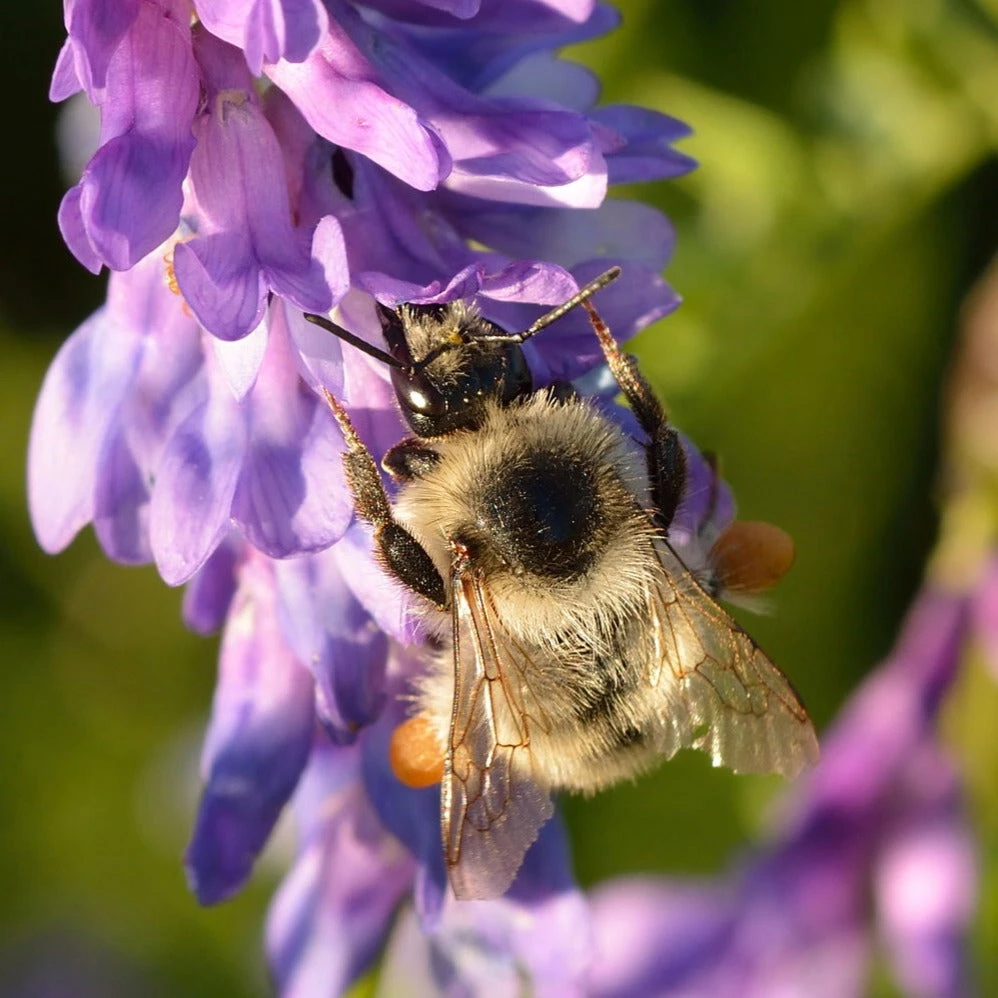FuturePlanter "All You Can Pflanz" Stauden-Set 3 FuturePlanter "All You Can Pflanz" Stauden-Set