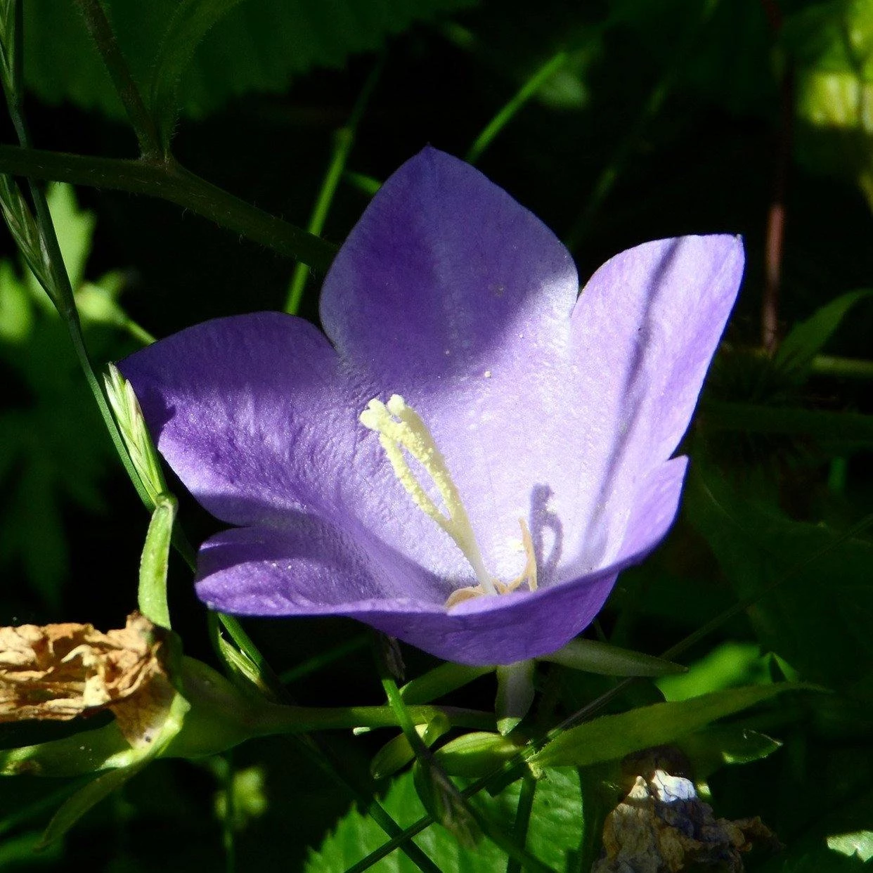 FuturePlanter Alle Pflanzen Im Shop Pfirsichblättrige Glockenblume (Campanula Persicifolia) 5 FuturePlanter Alle Pflanzen Im Shop Pfirsichblättrige Glockenblume (Campanula Persicifolia)