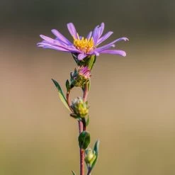 FuturePlanter Berg-Aster (Aster Amellus) Alle Pflanzen Im Shop