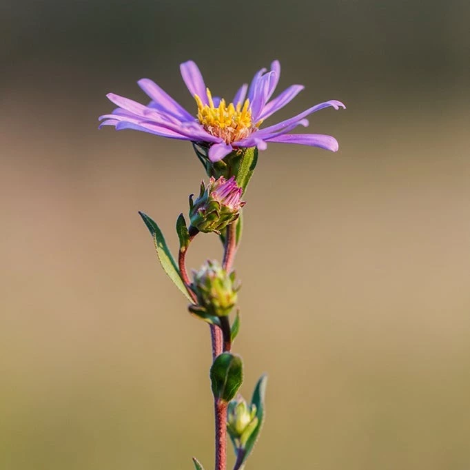 FuturePlanter Berg-Aster (Aster Amellus) Alle Pflanzen Im Shop 2 FuturePlanter Berg-Aster (Aster Amellus) Alle Pflanzen Im Shop