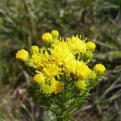 FuturePlanter Goldhaar-Aster (Aster Linosyris) Alle Pflanzen Im Shop