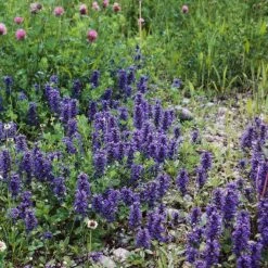 FuturePlanter Alle Pflanzen Im Shop Genfer Günsel (Ajuga Genevensis) 7 FuturePlanter Alle Pflanzen Im Shop Genfer Günsel (Ajuga Genevensis)