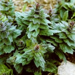 FuturePlanter Alle Pflanzen Im Shop Genfer Günsel (Ajuga Genevensis)