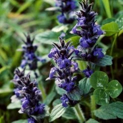 FuturePlanter Alle Pflanzen Im Shop Genfer Günsel (Ajuga Genevensis)