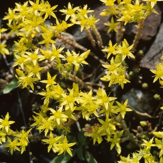 FuturePlanter Scharfer Mauerpfeffer (Sedum Acre) Alle Pflanzen Im Shop 1 FuturePlanter Scharfer Mauerpfeffer (Sedum Acre) Alle Pflanzen Im Shop