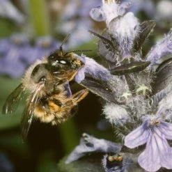 FuturePlanter Alle Pflanzen Im Shop Genfer Günsel (Ajuga Genevensis) 6 FuturePlanter Alle Pflanzen Im Shop Genfer Günsel (Ajuga Genevensis)