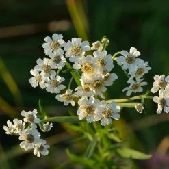 FuturePlanter Alle Pflanzen Im Shop Sumpf-Schafgarbe (Achillea Ptarmica)