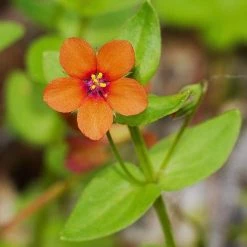 FuturePlanter Acker-Gauchheil (Anagallis Arvensis)
