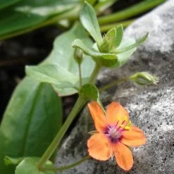 FuturePlanter Acker-Gauchheil (Anagallis Arvensis)