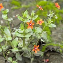 FuturePlanter Acker-Gauchheil (Anagallis Arvensis)