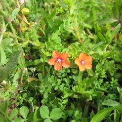 FuturePlanter Acker-Gauchheil (Anagallis Arvensis)