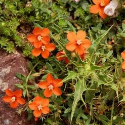 FuturePlanter Acker-Gauchheil (Anagallis Arvensis)