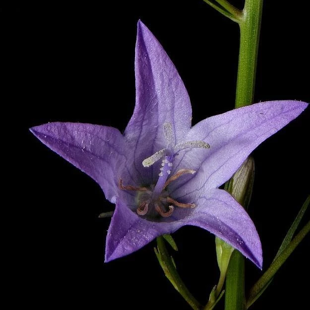 FuturePlanter Alle Pflanzen Im Shop Acker-Glockenblume (Campanula Rapunculoides) 4 FuturePlanter Alle Pflanzen Im Shop Acker-Glockenblume (Campanula Rapunculoides)