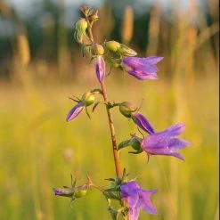 FuturePlanter Alle Pflanzen Im Shop Acker-Glockenblume (Campanula Rapunculoides) 12 FuturePlanter Alle Pflanzen Im Shop Acker-Glockenblume (Campanula Rapunculoides)