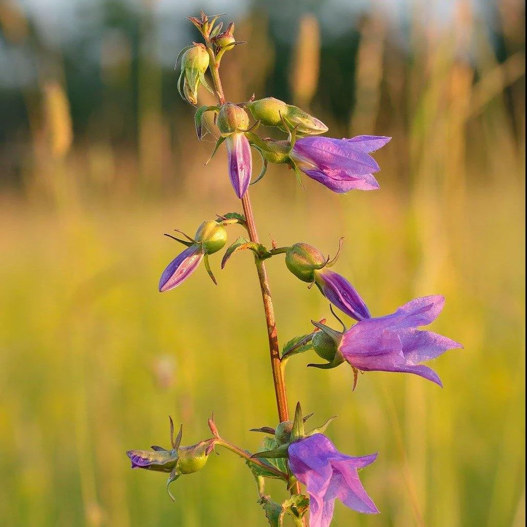 FuturePlanter Alle Pflanzen Im Shop Acker-Glockenblume (Campanula Rapunculoides) 5 FuturePlanter Alle Pflanzen Im Shop Acker-Glockenblume (Campanula Rapunculoides)